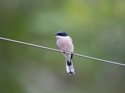 Bar-winged Flycatcher-shrike (Hemipus picatus), Sri Lanka