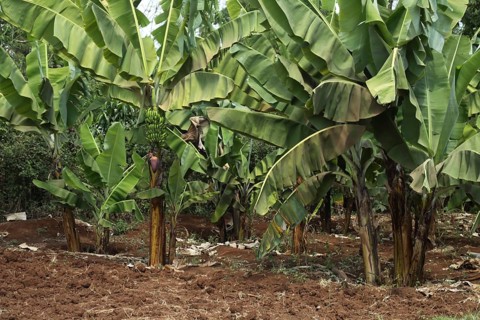 Banana trees (Musa acuminata x balbisiana) with fruit, banana tree, bananas, agriculture, Marangu,