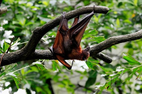 Kalong flying fox (Pteropus vampyrus), adult, climbing, in sleeping tree, during the day,