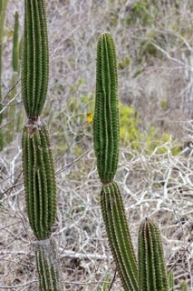 Cactaceae, San Cristobal, Galapagos, Ecuador