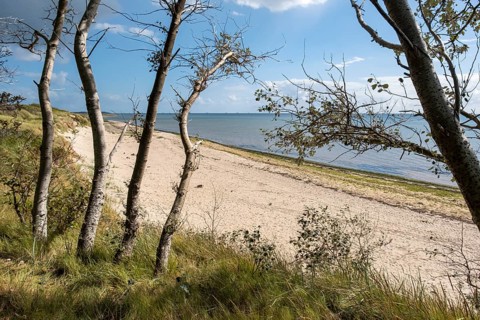 Overgrown beach with a view of the calm sea and the partly cloudy sky, beach near Hedehusum,