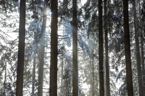 Deep snow-covered spruce forest with sunbeams against the light, Mondseeland, Salzkammergut, Upper