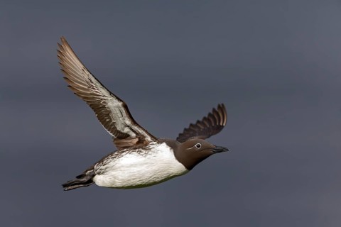 Trottellumme, Common Guillemot, Guillemot, Common Murre, Uria aalge, Guillemot de Troïl, Arao Común