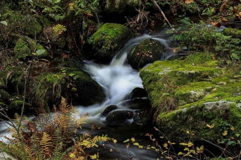Gently flowing stream over moss-covered stones with leaves and vegetation, upper part of the