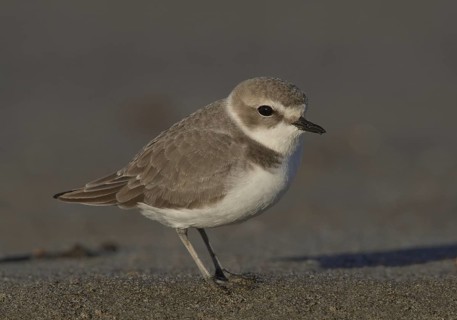 Snowy Plover (Charadrius nivosus), California, USA