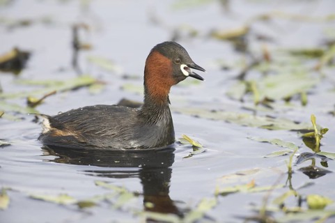 Little Grebe (Tachybaptus ruficollis) calling, Mecklenburg-Western Pomerania, Germany