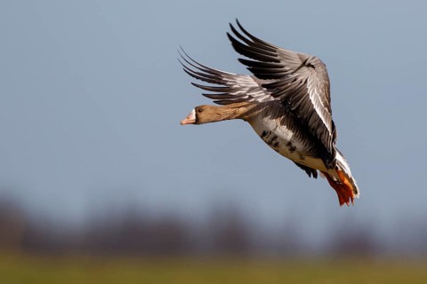 Greater White-fronted Goose (Anser albifrons) landing, North Rhine-Westphalia, Germany