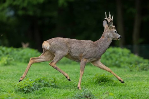 One male Roe Deer, Roe buck (Capreolus capreolus), running over a green meadow with some green