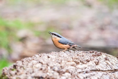 A Wood Nuthatch (Sitta europaea) poised on a rough wooden surface, showcasing its vibrant blue and