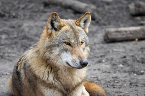 A wolf looks around in its forest enclosure in an animal park. Wolves are spreading increasingly in