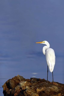 Great Egret, (Egretta alba), Ardea alba, Animals, Birds, Herons, Sur Masirah, Shannah, Ash