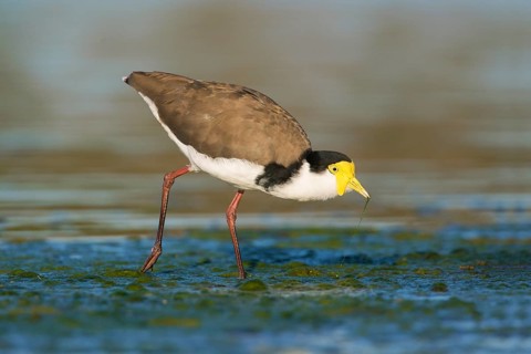 Masked Lapwing (Vanellus miles) foraging, Victoria, Australia
