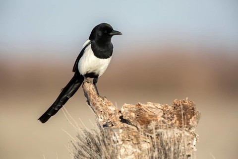 Eurasian magpie (Pica pica) perched on a stump, Castile-La Mancha, Spain