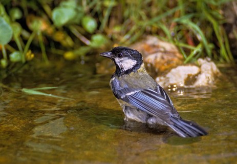 Great tit, great tit, parus major, bath, bird bath, birds, tit, passeri, songbirds, songbirds,