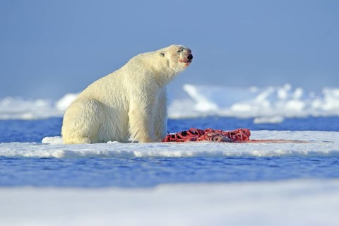 White polar bear on drift ice with snow feeding kill seal, skeleton and blood, Russia. Bloody