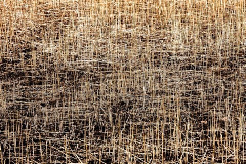 Structures in dry grass, closeup, with a blurred wipe effect