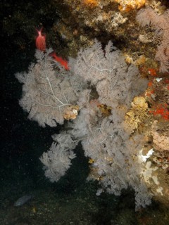 Christmas tree coral (Antipathes dendrochristos)