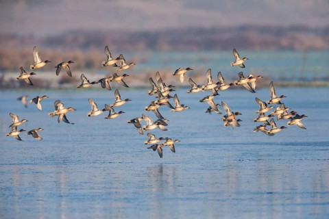 Eurasian Teal (Anas crecca), a flock flying over a partially frozen lake in winter, Texel, Holland