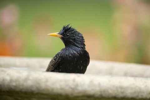 Common starling (Sturnus vulgaris) adult garden bird in a water bird bath, England, United Kingdom
