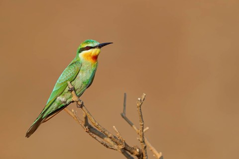 Blue-cheeked Bee-eater, (Merops persicus), family of bee-eaters, bird on perch, Al Mughsyal,