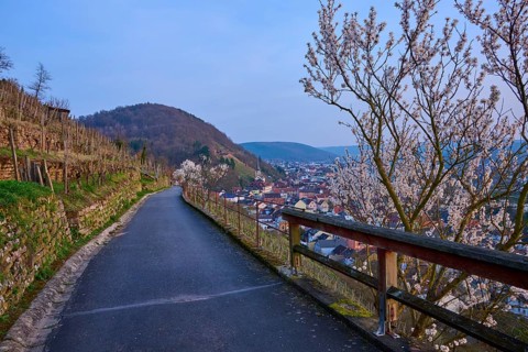 A trail through vineyards with views of the city and blooming almond trees, Klingenberg am Main,