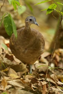 Great Tinamou (Tinamus major) perched on a branch in Guatemala in Central America