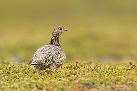 Willow Ptarmigan (Lagopus lagopus) female, Norway