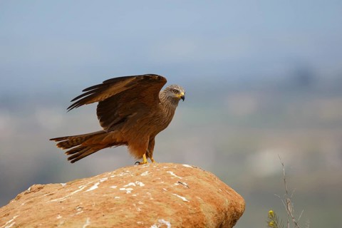 Black Kite (Milvus migrans) landing on a rock, Spain