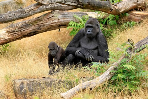 Western gorilla (Gorilla gorilla), adult, female, with young, sitting, on ground
