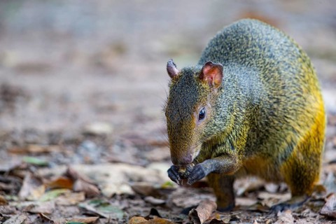 Azara's agouti (Dasyprocta azarae) Pantanal Brazil