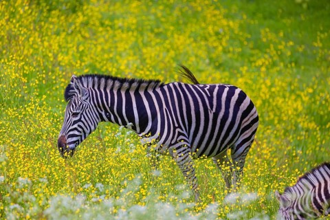 Chapman's zebra (Equus quagga chapmani) grazing on a yellow flowering meadow