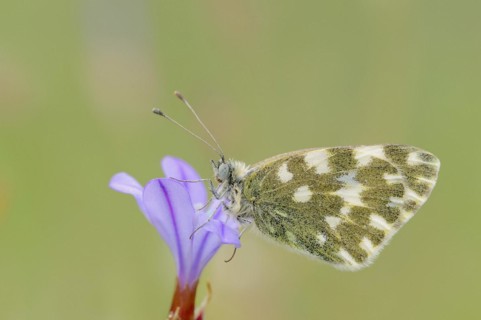 Bath white (Pontia daplidice), Provence, Southern France