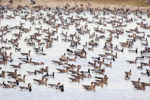 Greater White-fronted Goose & Barnacle Goose (Anser albifrons & Branta leucopsis) large group
