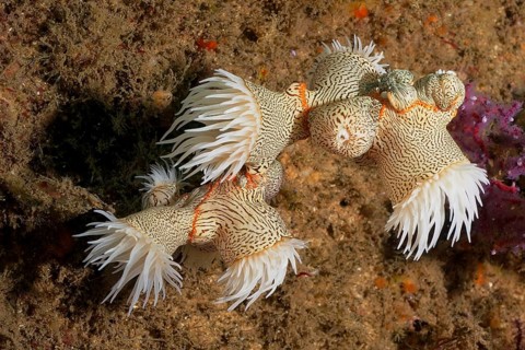 Tiger anemone (Nemanthus annamensis)