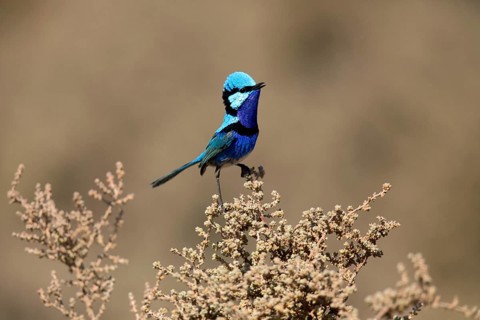 Splendid Fairywren (Malurus splendens callainus) male perched on a branch, South Australia,