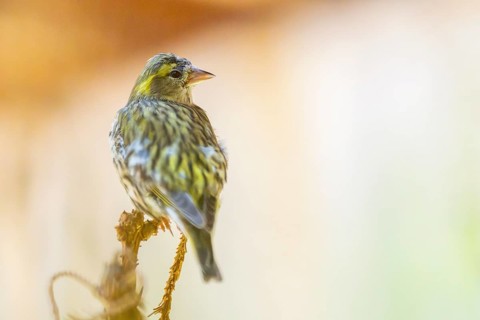 European greenfinch (Chloris chloris) sitting on a branch, Bavaria, Germany