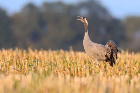 Common Crane (Grus grus) calling, Mecklenburg-Western Pomerania, Germany
