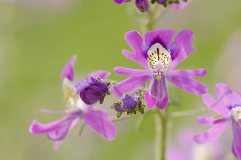 Butterfly flower (Schizanthus pinnatus), flowers, ornamental plant, North Rhine-Westphalia, Germany