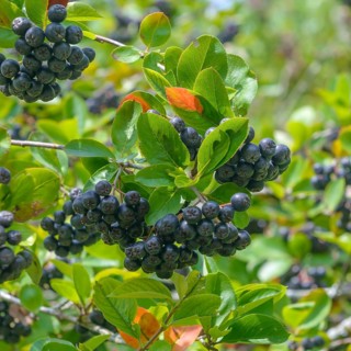 Chokeberry (Aronia × prunifolia 'Viking'),  Germany