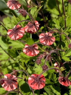 Carnation root (Geum rivale 'Flames of Passion')