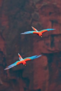 Two colourful parrots fly through the air, flanked by an imposing red rocky landscape: the