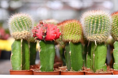 Different grafted cacti. Two different species of cacti combined together to form a single plant