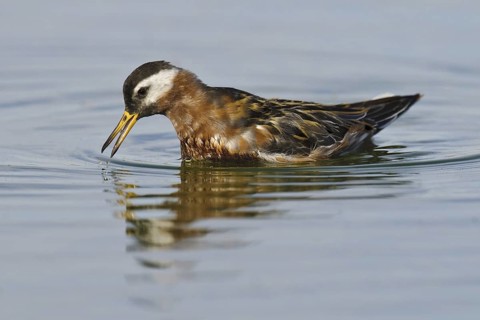 Red Phalarope (Phalaropus fulicarius), Arizona, USA