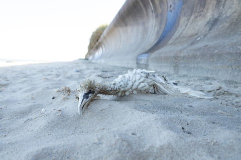 Northern gannet (Morus bassanus) adult seabird bird dead on a beach, Suffolk, England, United