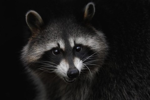 Raccoon (Procyon lotor), portrait, Hesse, Germany