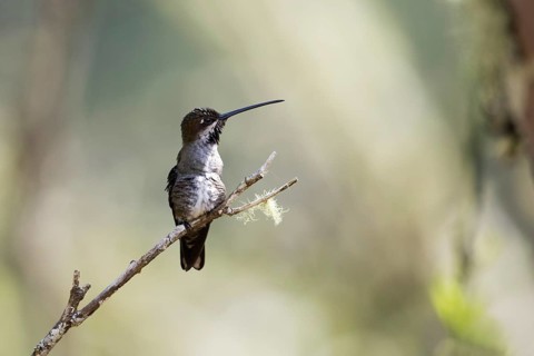 Long-billed Starthroat (Heliomaster longirostris longirostris) female perched on a branch,