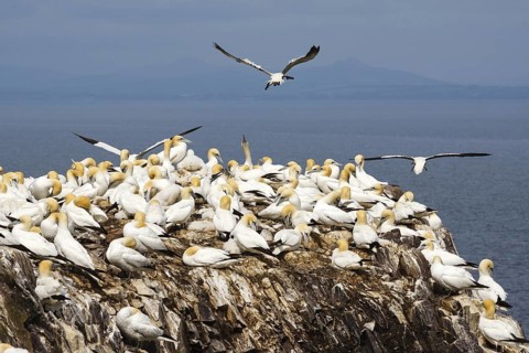 Northern Gannet (Morus bassanus), Scotland, United Kingdom