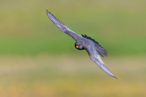 Red-footed Falcon, (Falco vespertinu), flight photo, falcon family, Tower Hide, Tiszaalpár,