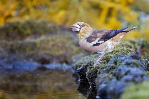 Hawfinch (Coccothraustes coccothraustes) juvenile at waterhole, Saxony-Anhalt, Germany