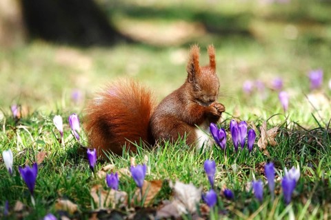 Squirrels and crocuses, early March, Germany